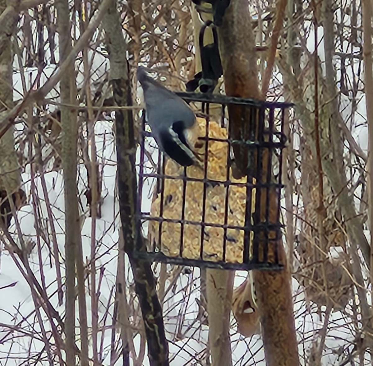 ムネアカゴジュウカラ - ML646476934