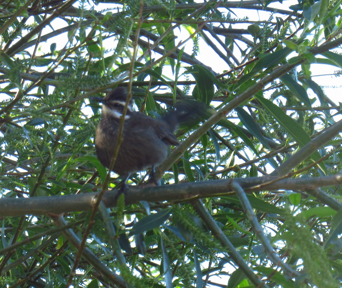 Dark-bellied Cinclodes - ML646476935