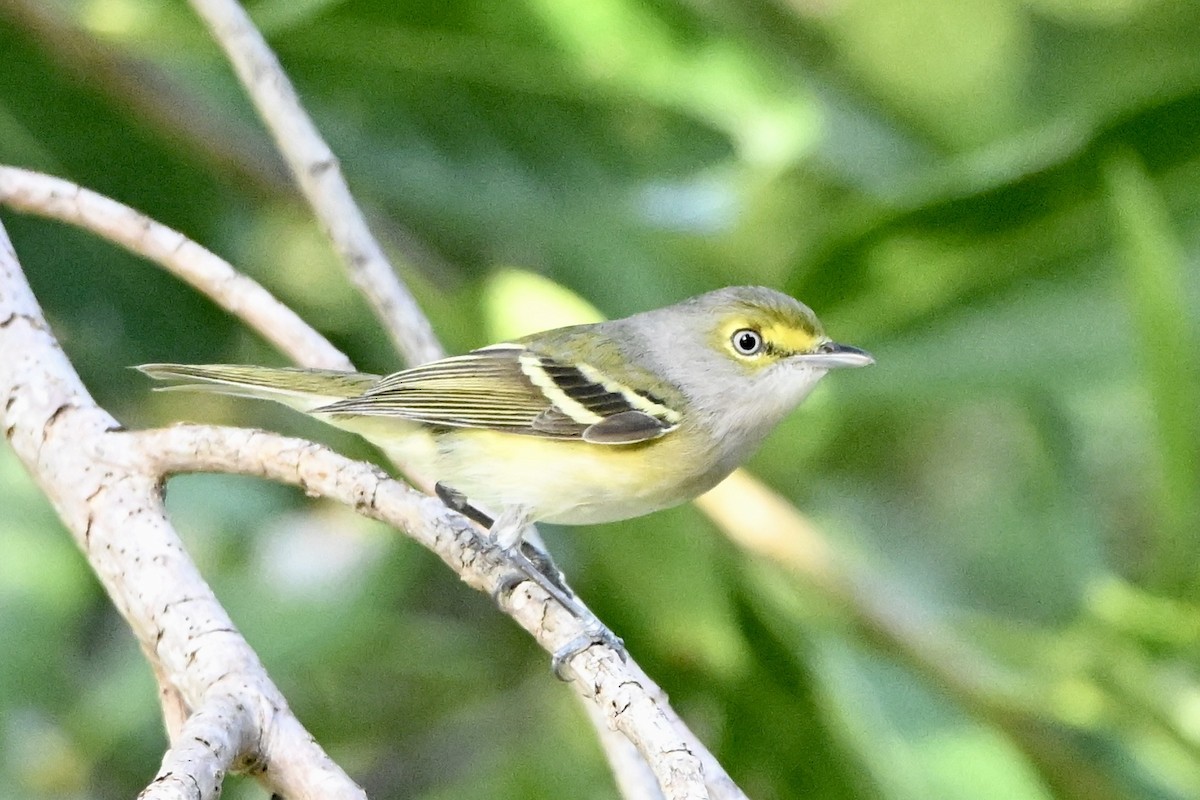 White-eyed Vireo - ML646476936