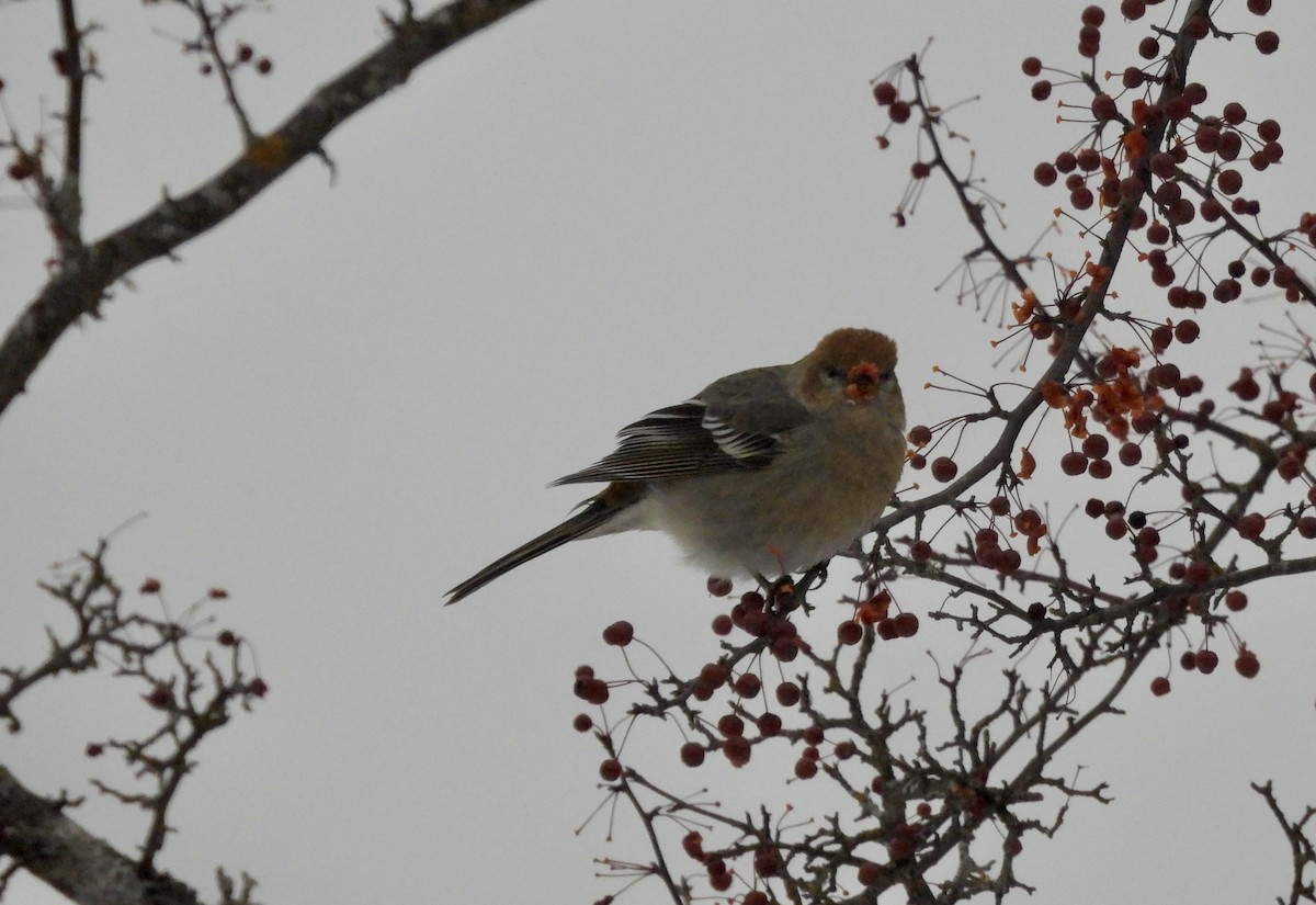 ギンザンマシコ - ML646476938