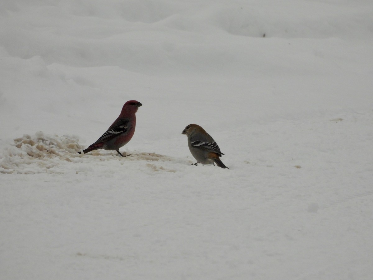 ギンザンマシコ - ML646476939