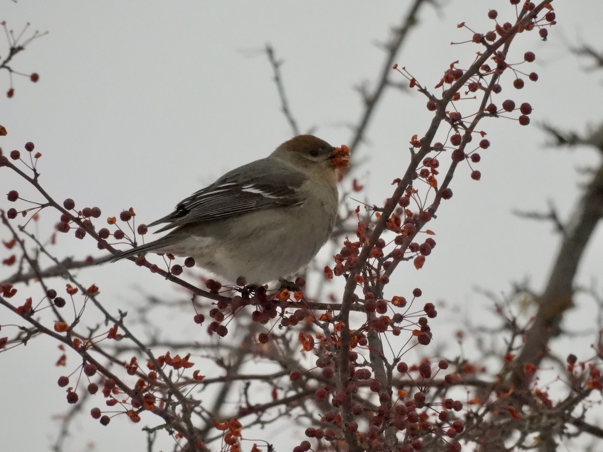 ギンザンマシコ - ML646476940