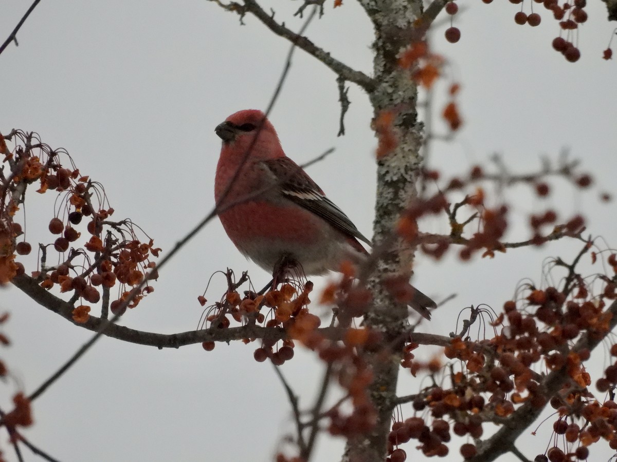 ギンザンマシコ - ML646476941