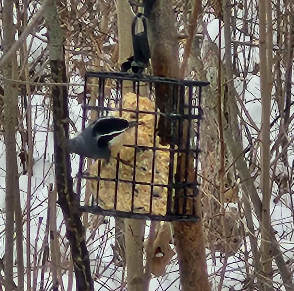 ムネアカゴジュウカラ - ML646476943