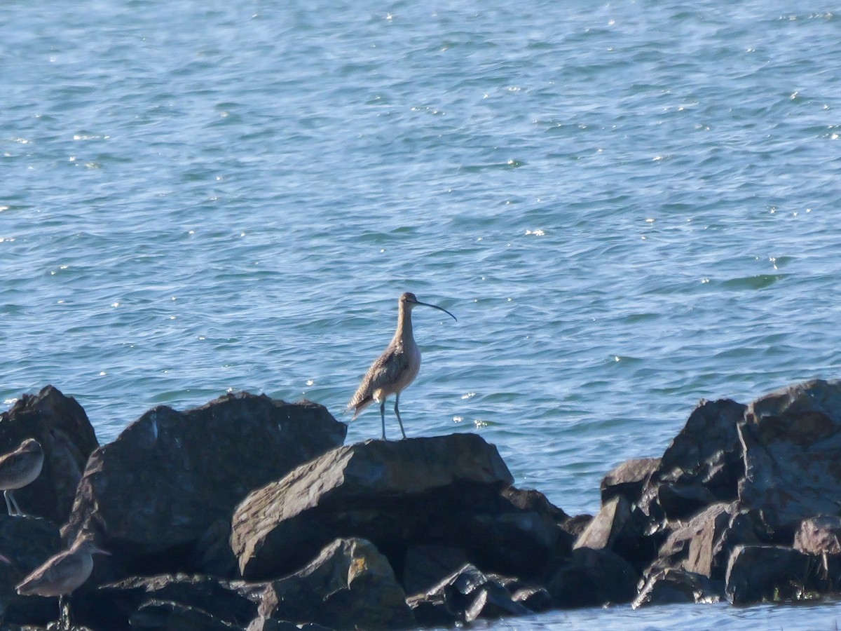 Long-billed Curlew - ML646476949