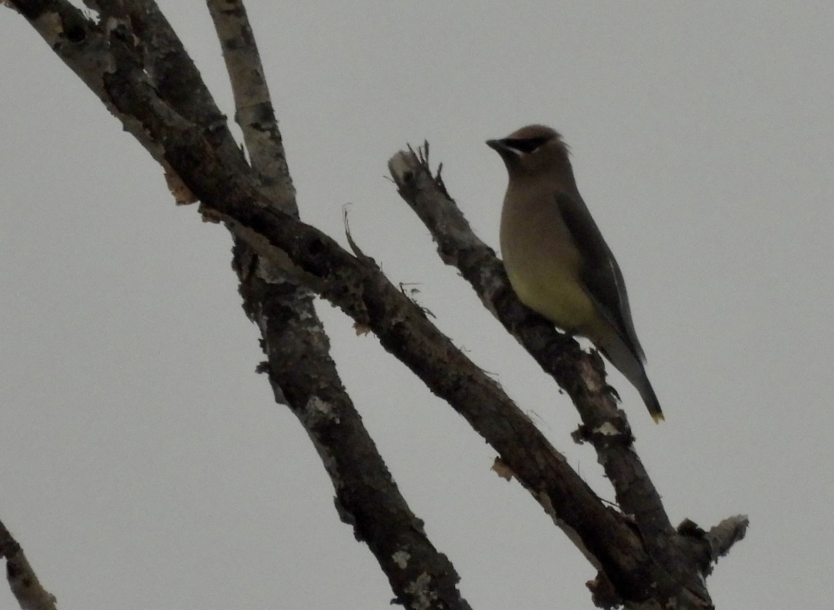 brkoslav americký - ML646476951