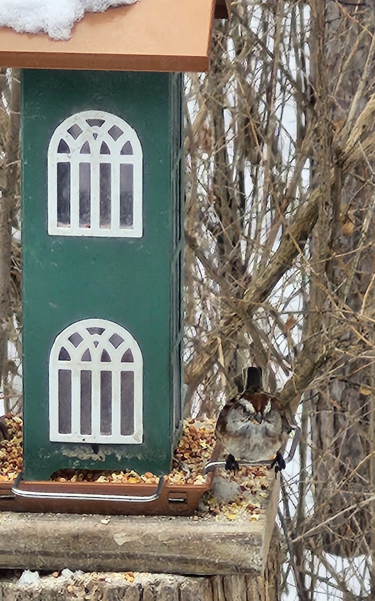 ムナフヒメドリ - ML646476952