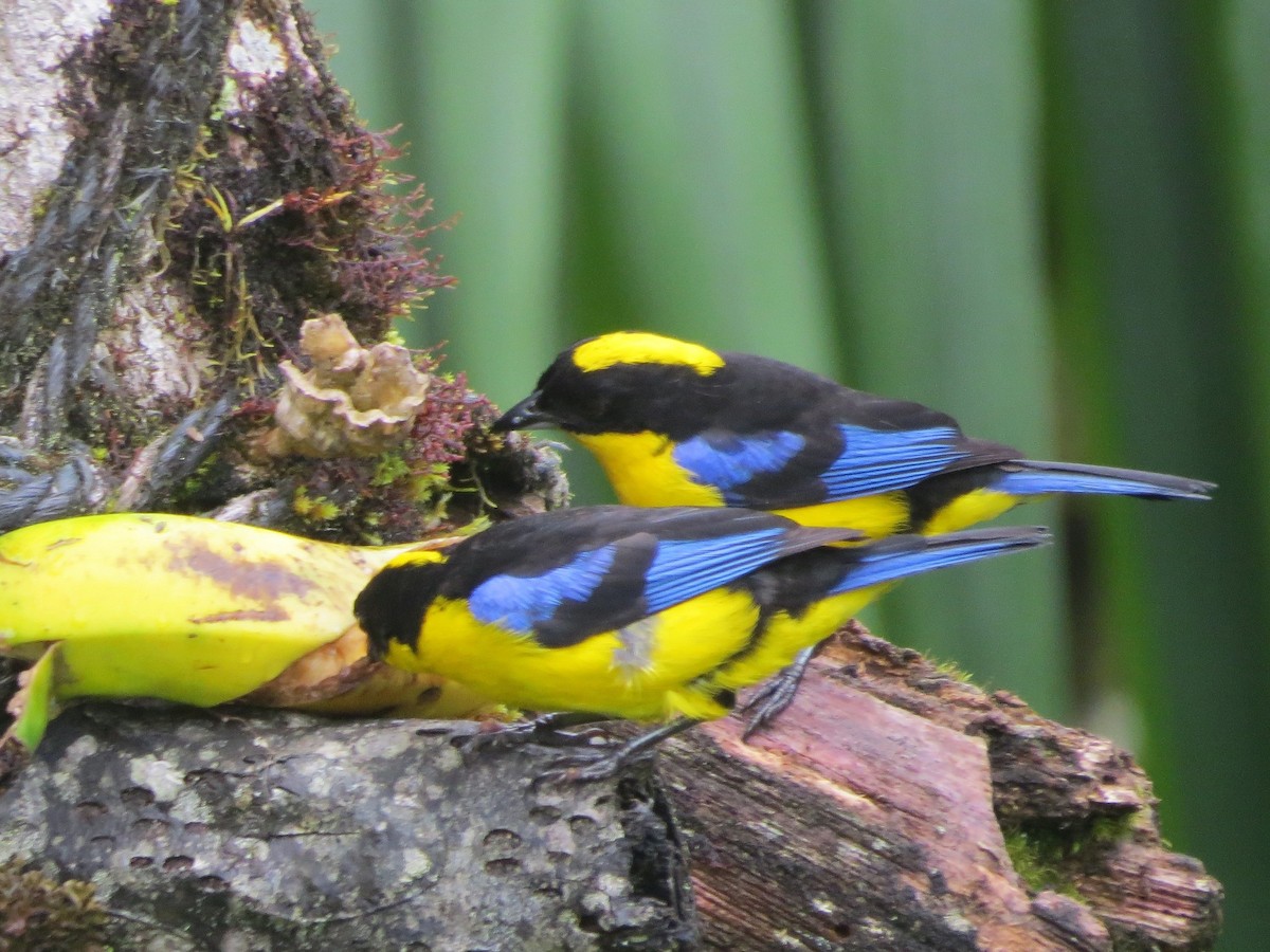 Blue-winged Mountain Tanager - ML646476957