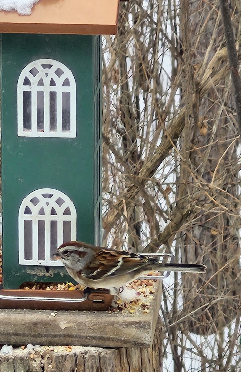 ムナフヒメドリ - ML646476958