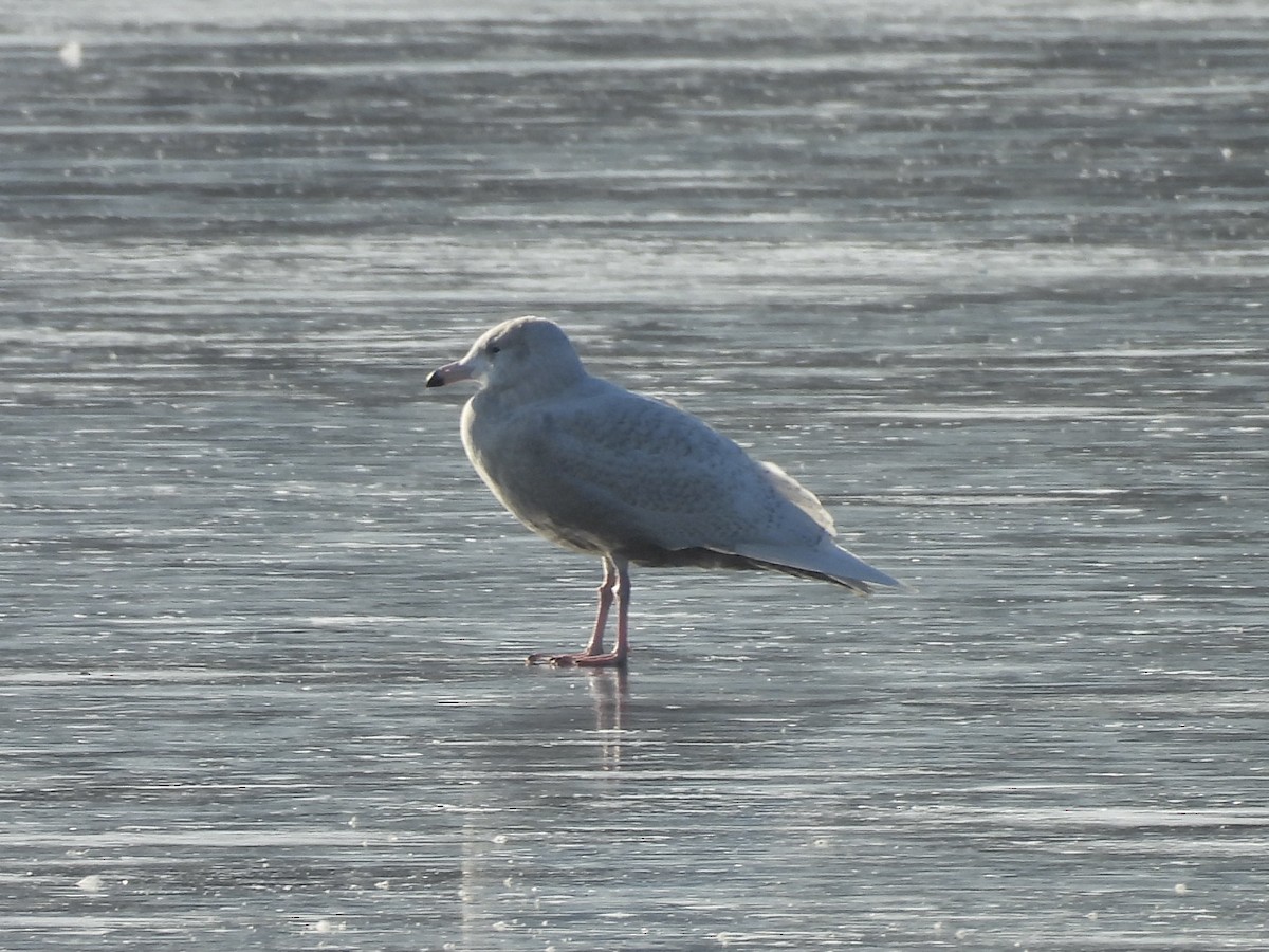 Glaucous Gull - ML646476962