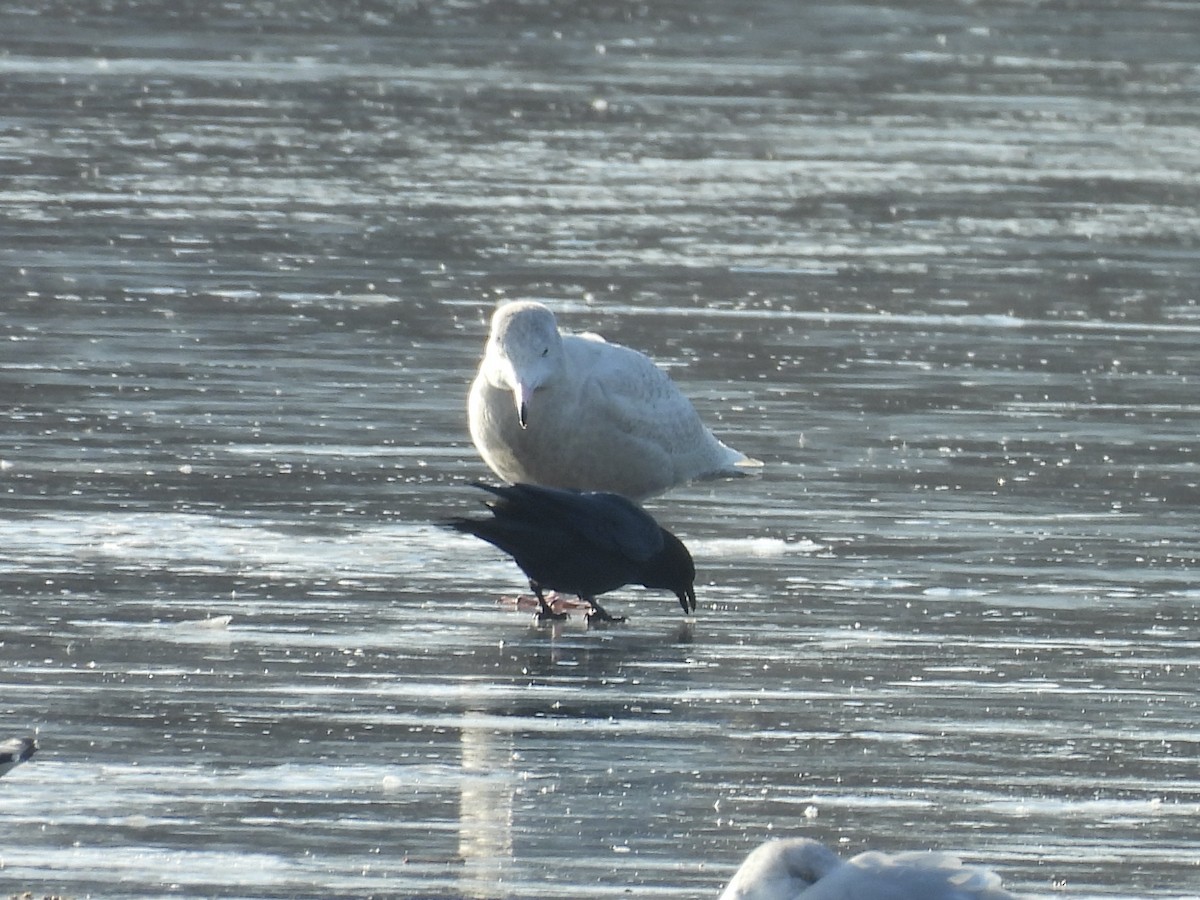 Glaucous Gull - ML646476963