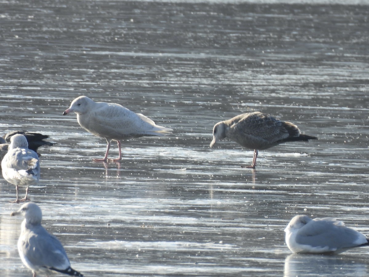Glaucous Gull - ML646476964