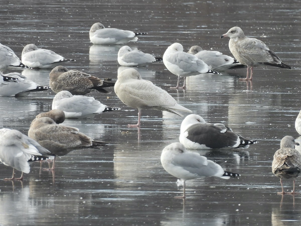 Glaucous Gull - ML646476965