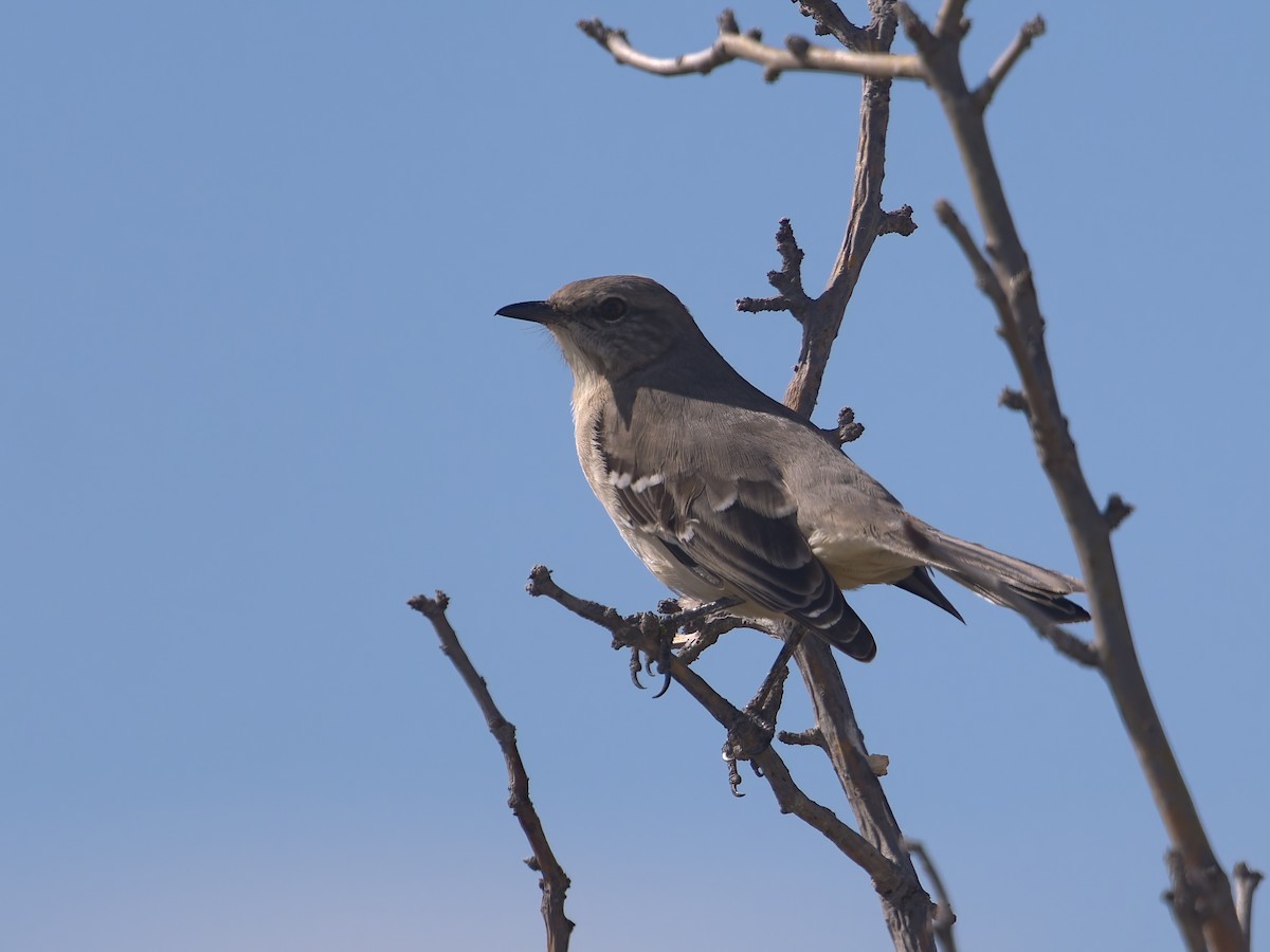 Northern Mockingbird - ML646476971