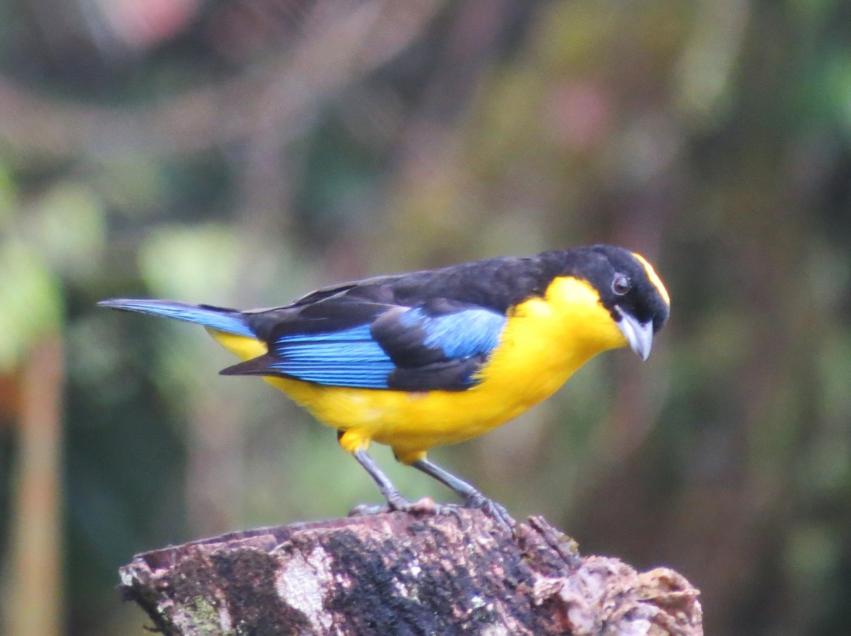 Blue-winged Mountain Tanager - ML646476975