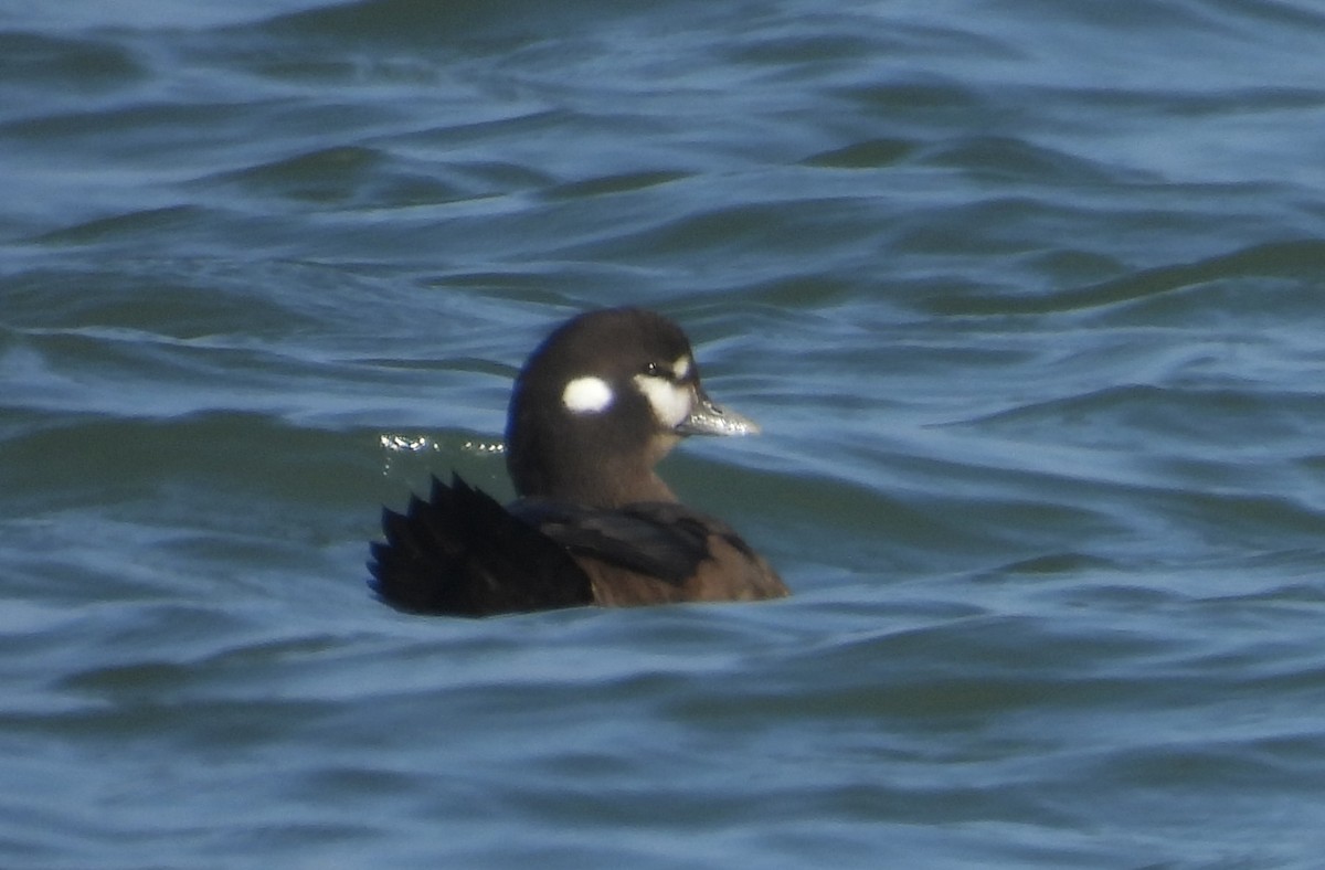 Harlequin Duck - ML646476993