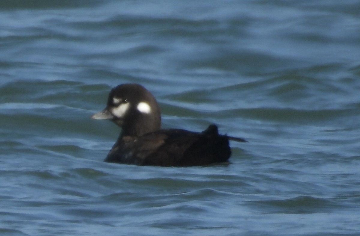 Harlequin Duck - ML646476994