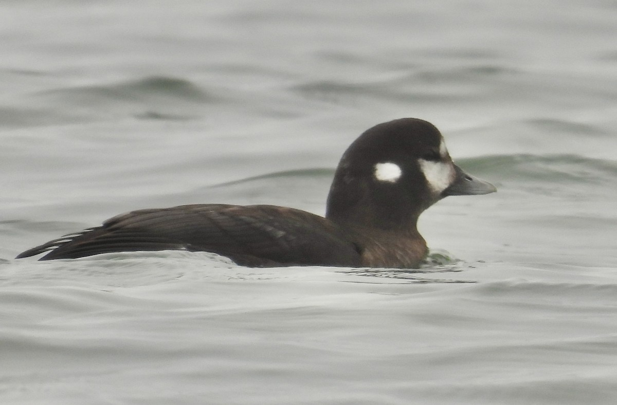 Harlequin Duck - ML646476995