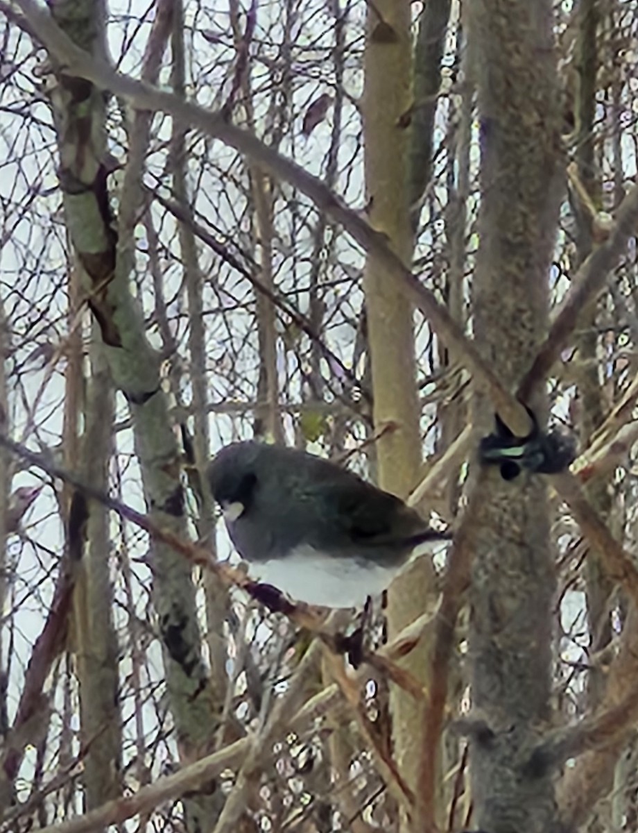 ユキヒメドリ - ML646477001