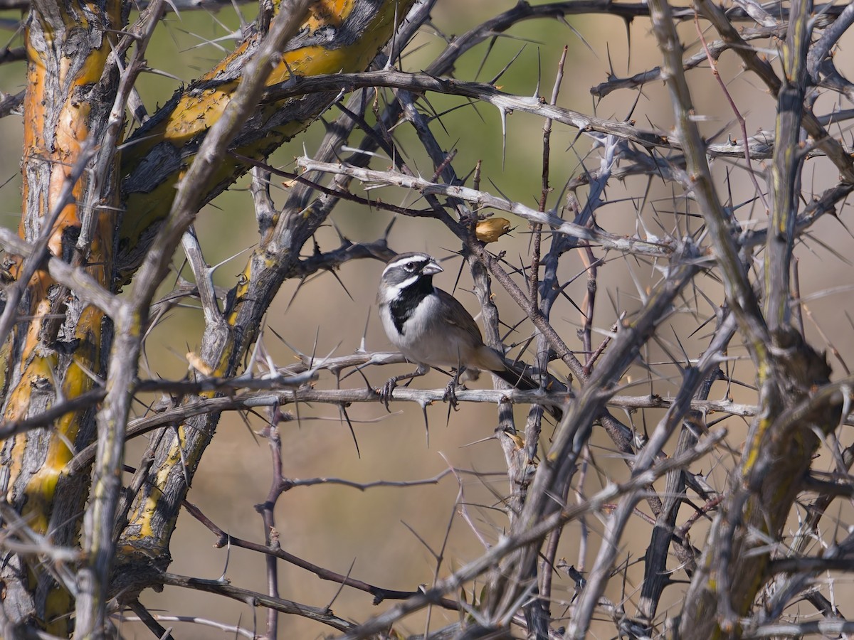 Black-throated Sparrow - ML646477002