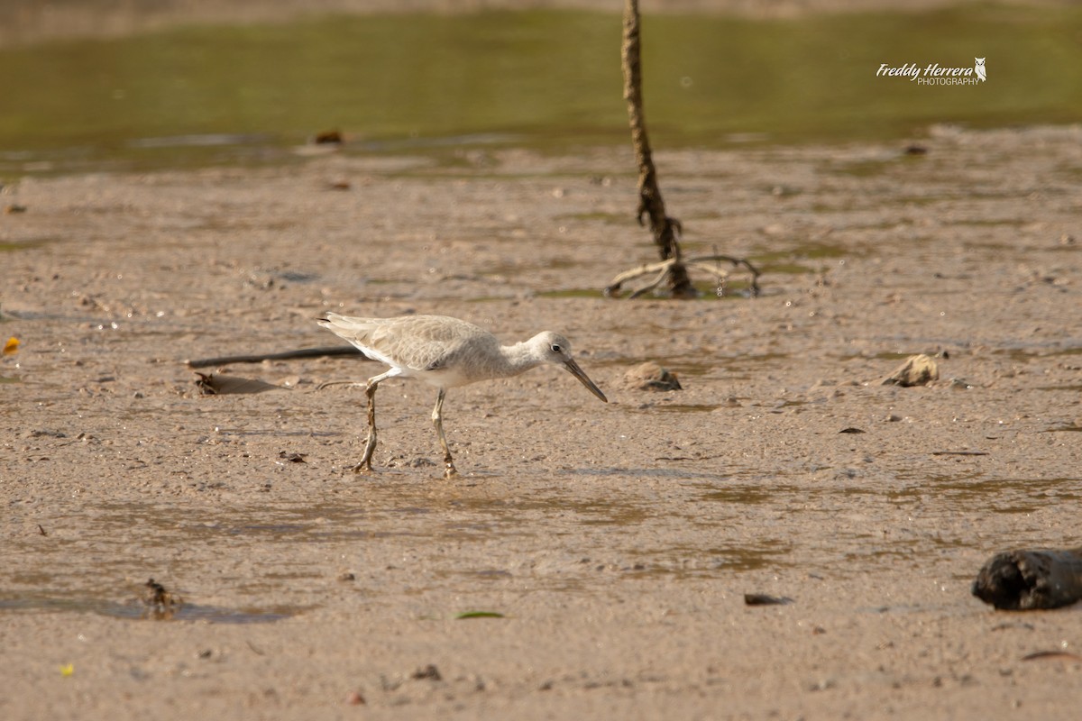 Willet - ML646477003