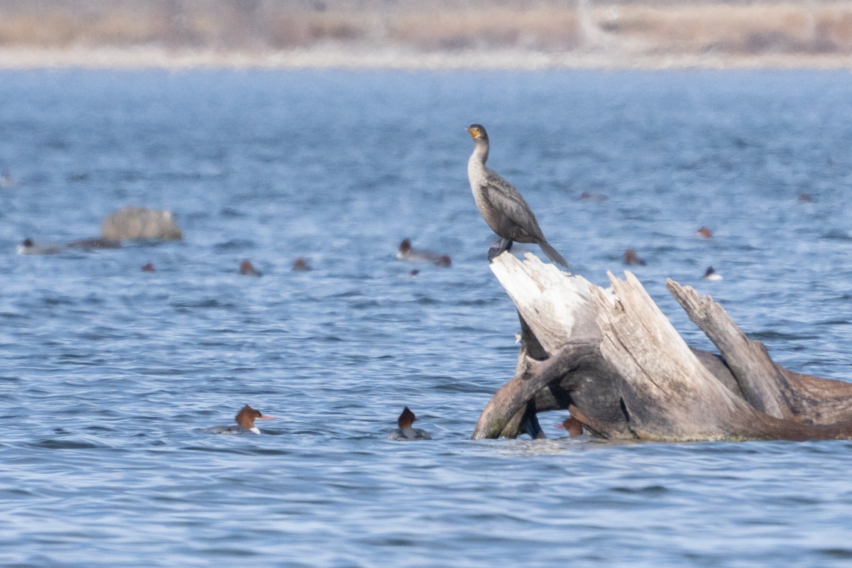 Double-crested Cormorant - ML646477004