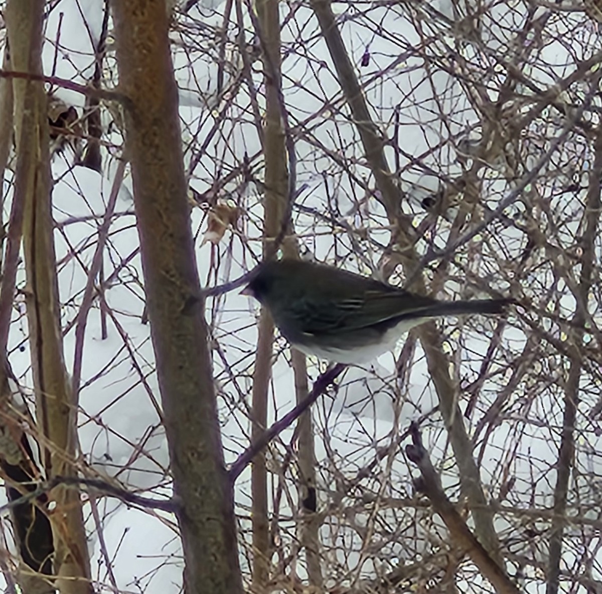 ユキヒメドリ - ML646477006