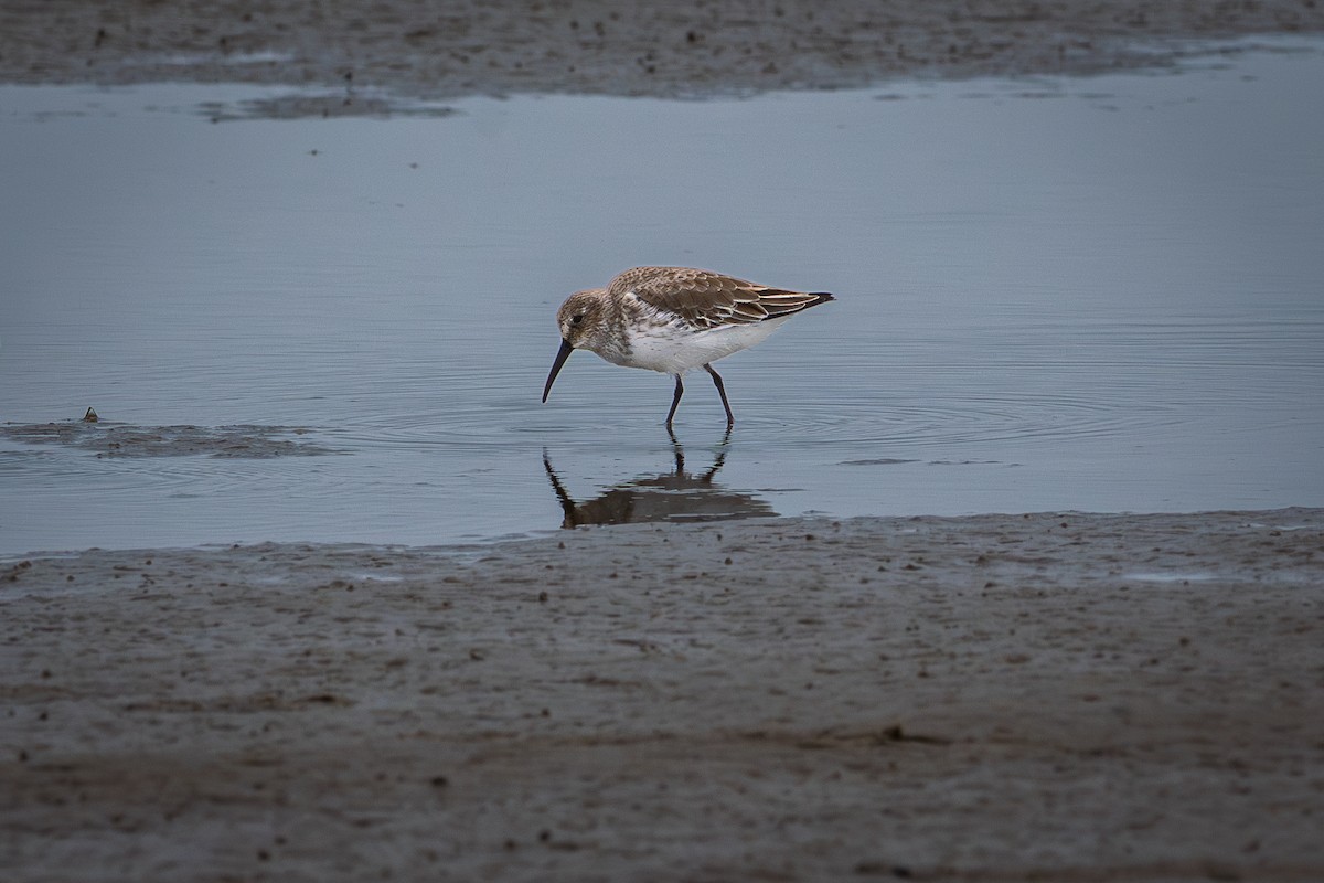 jespák obecný - ML646477015