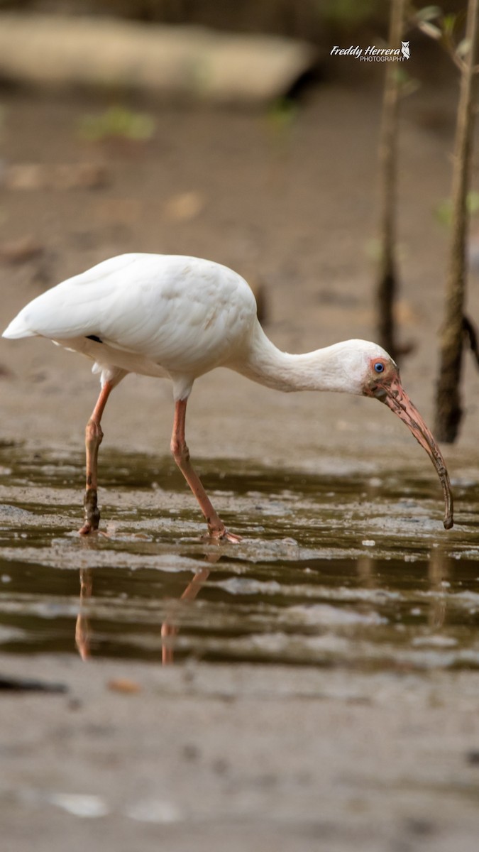 Ібіс білий - ML646477017