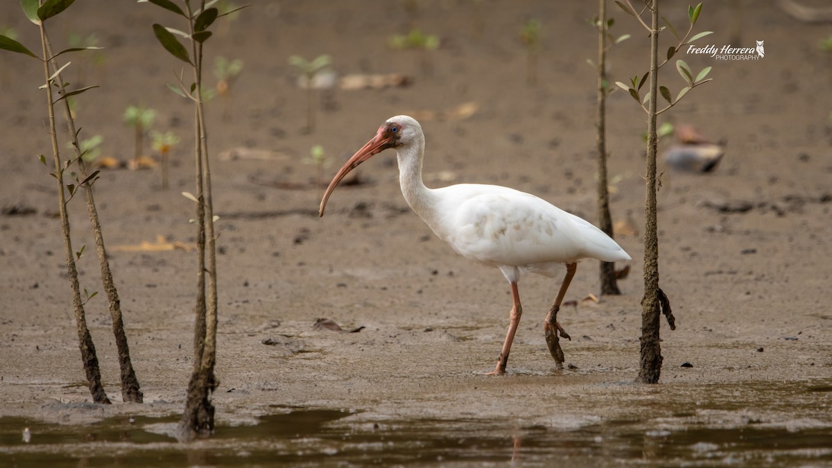 Ібіс білий - ML646477018