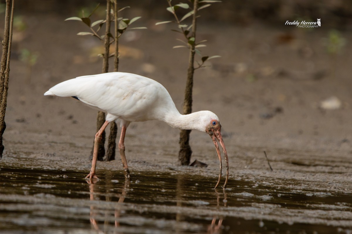 Ібіс білий - ML646477019