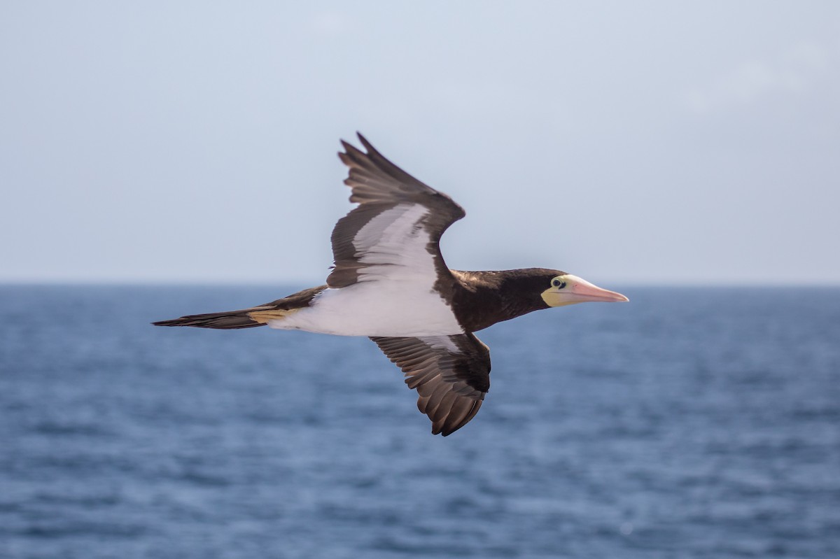 Brown Booby - ML646477020