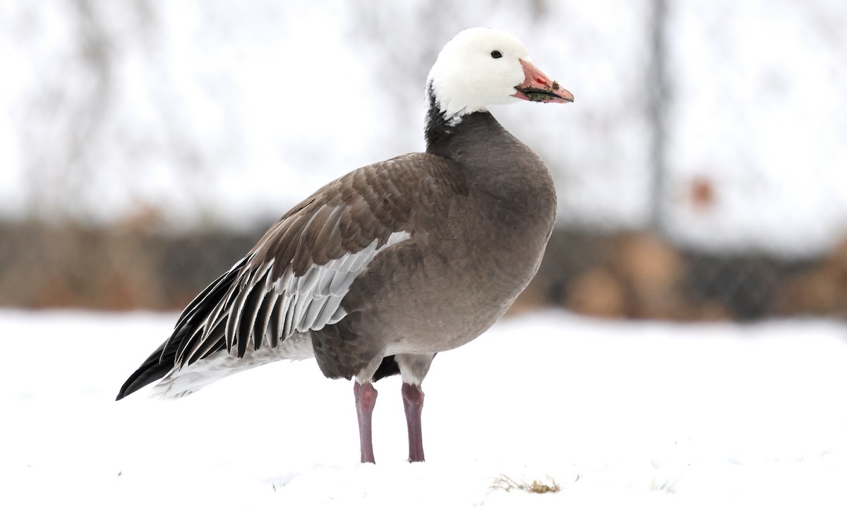 Snow Goose - ML646477025