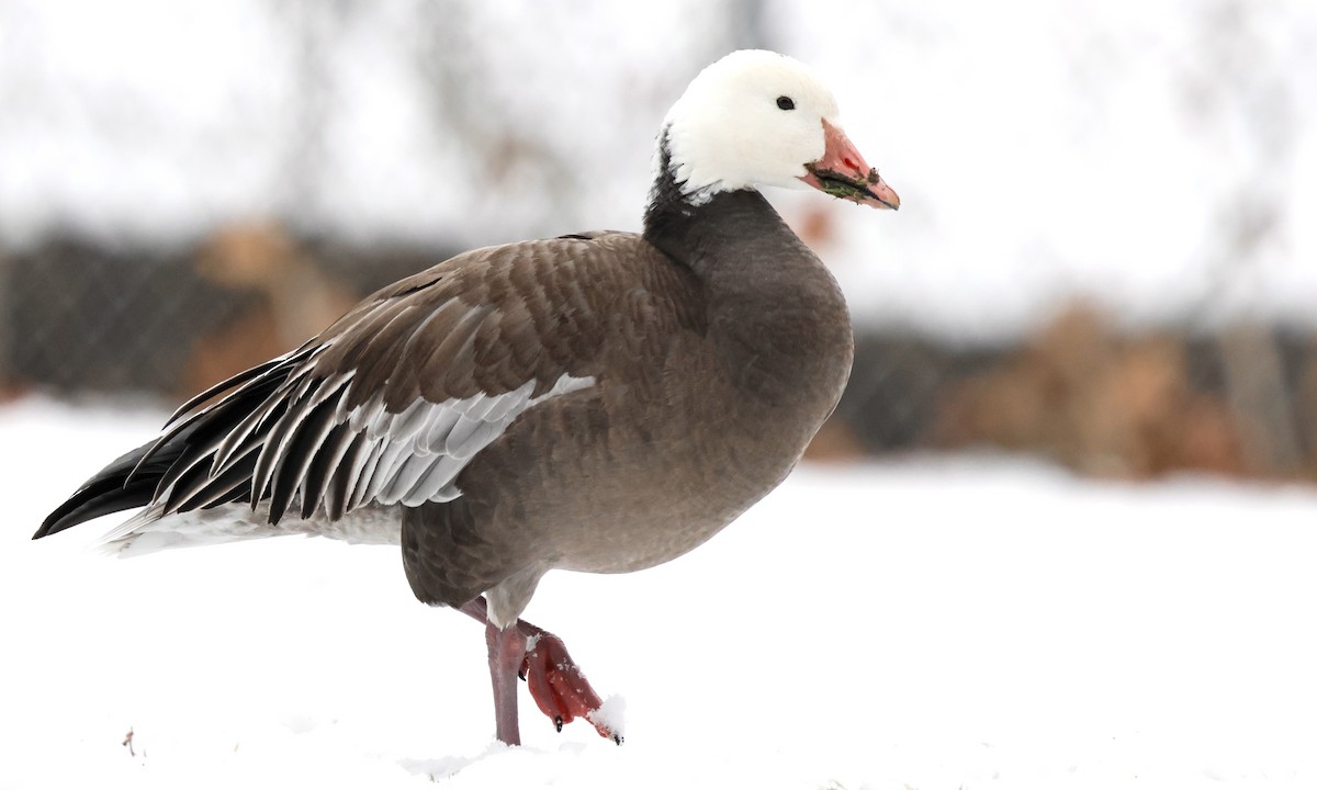 Snow Goose - ML646477026