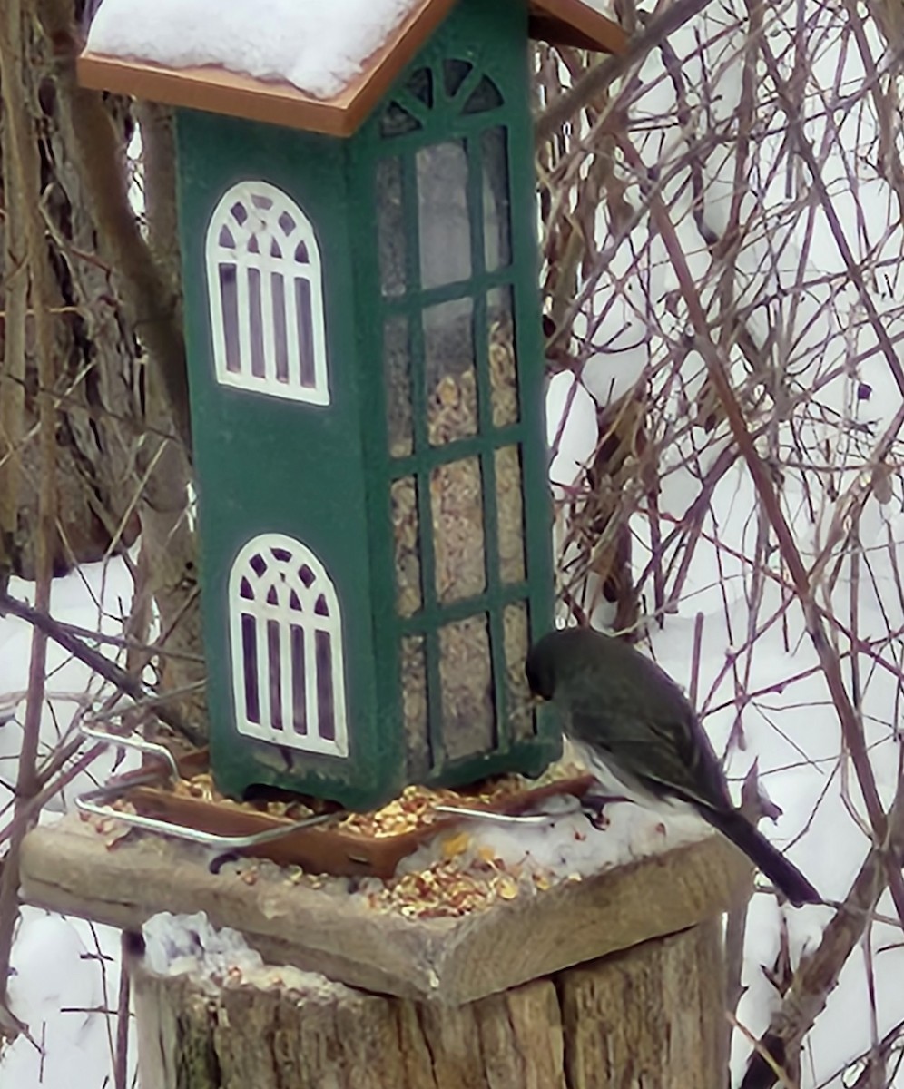 ユキヒメドリ - ML646477028