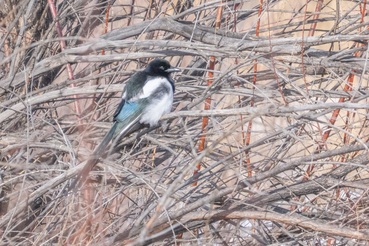 straka americká - ML646477030