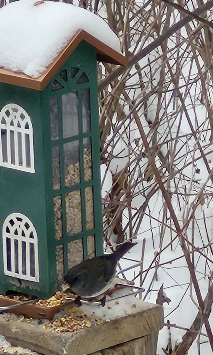 ユキヒメドリ - ML646477035