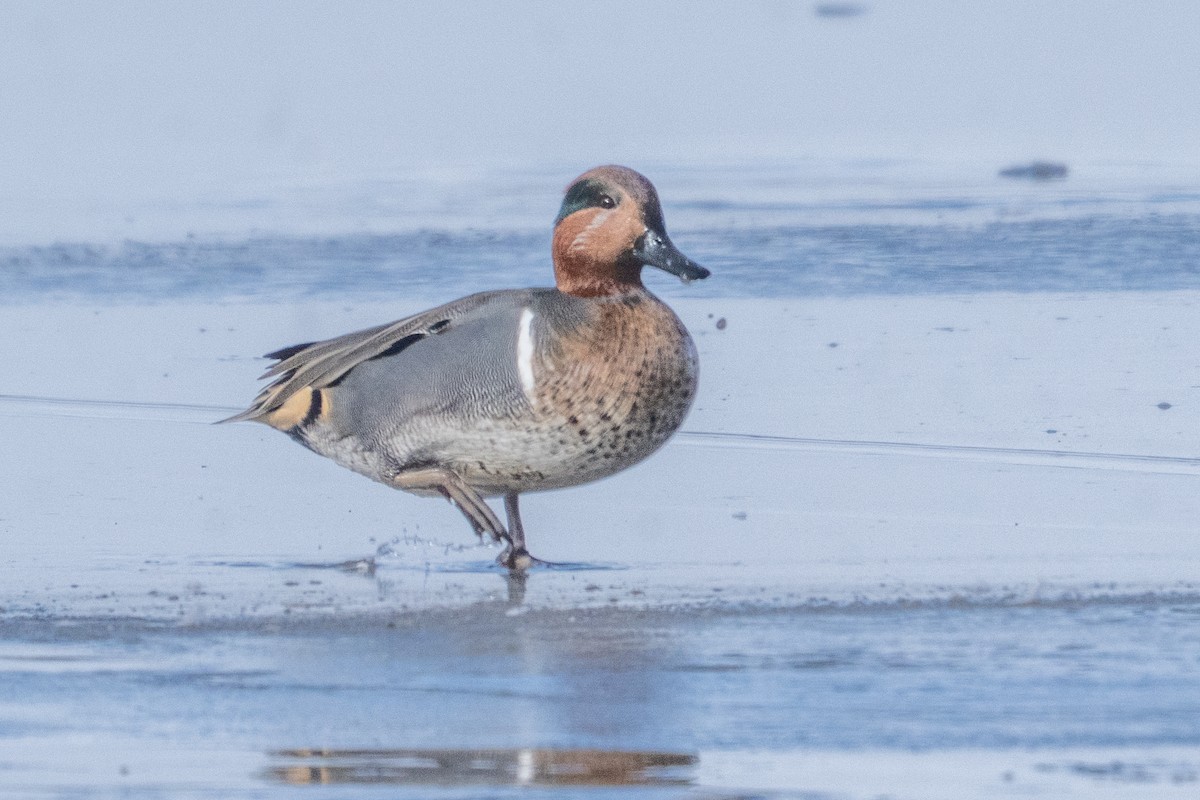 Green-winged Teal - ML646477049
