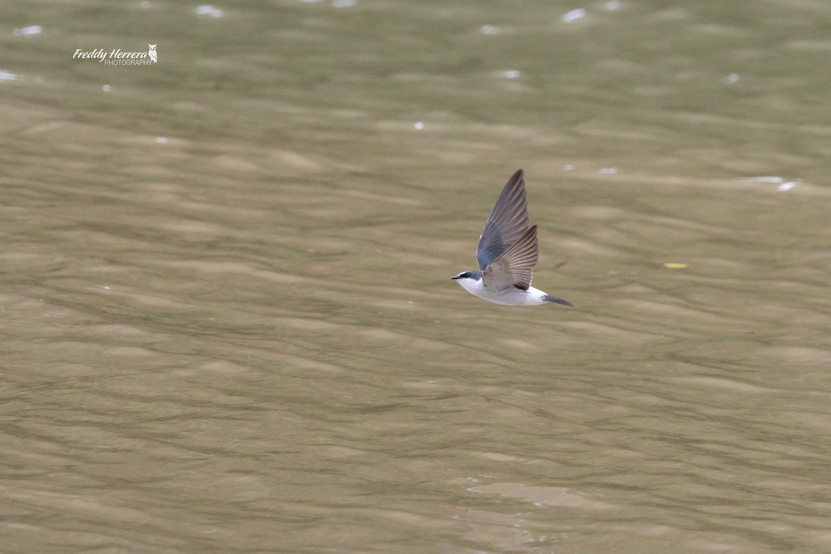 Mangrove Swallow - ML646477051