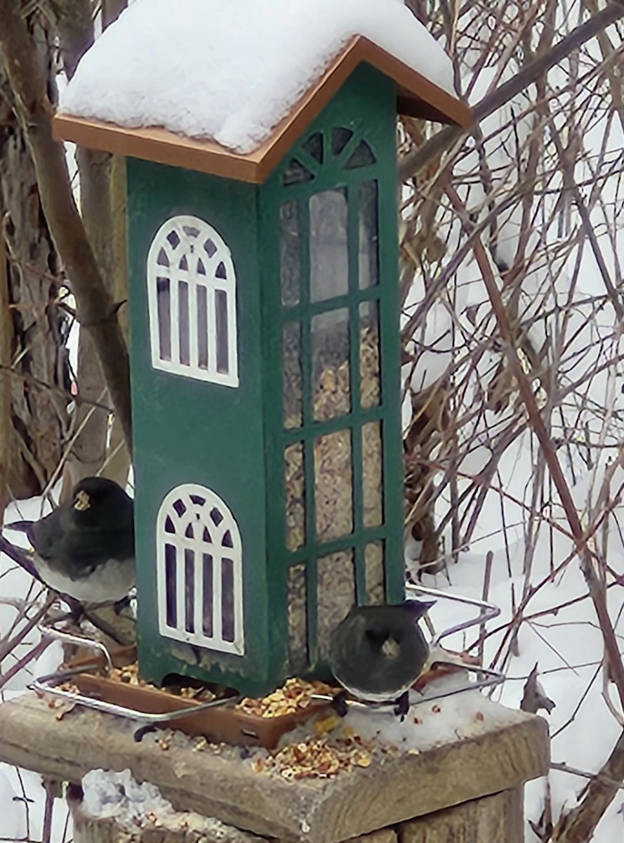 ユキヒメドリ - ML646477052