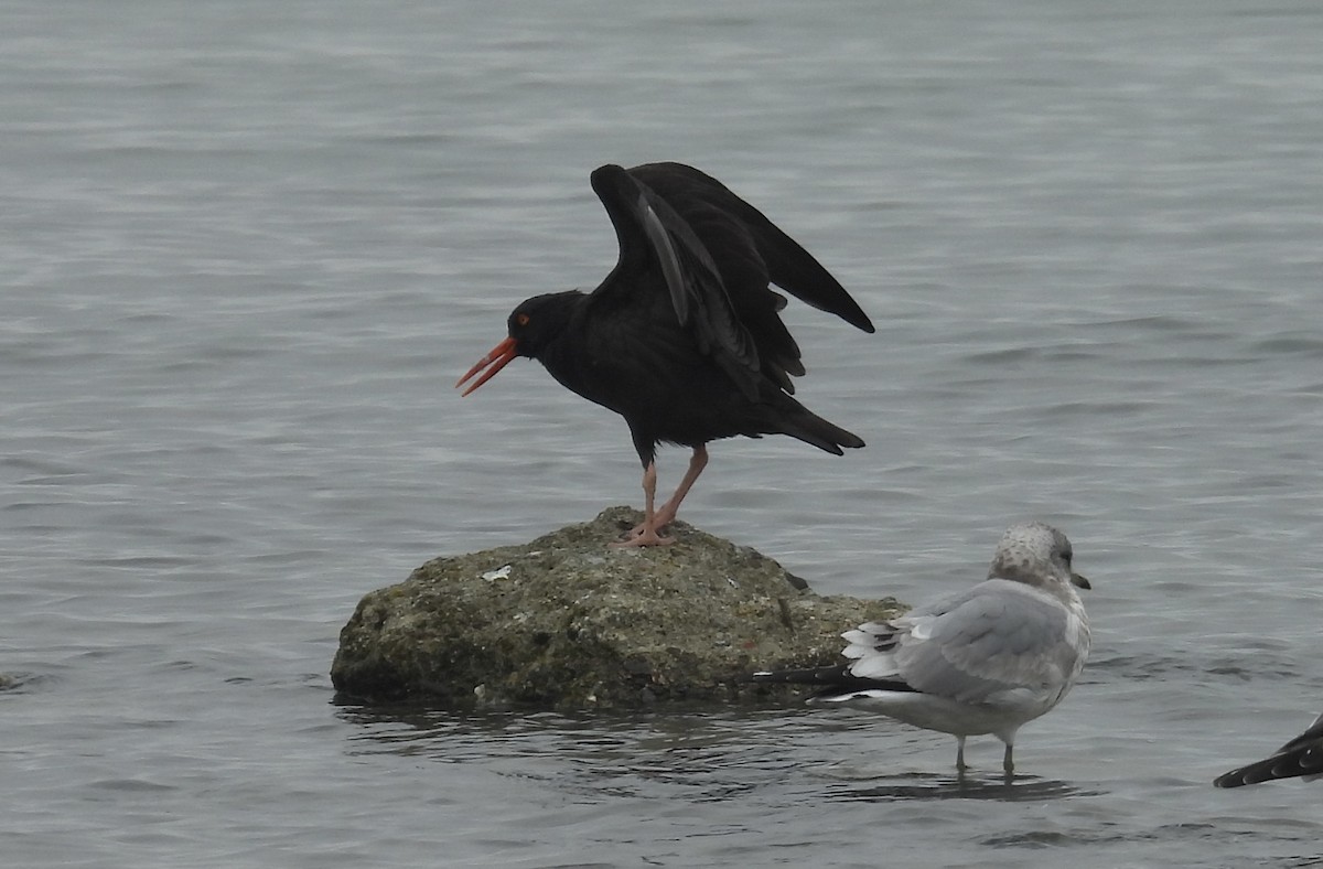 Black Oystercatcher - ML646477053