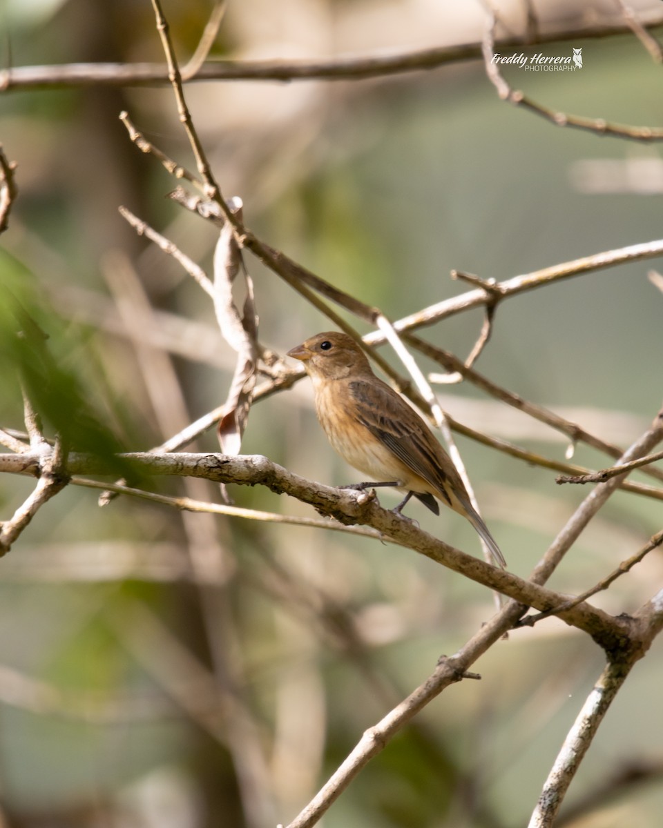 Indigo Bunting - ML646477058