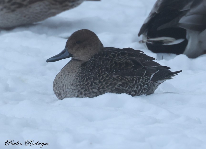 Canard pilet - ML646477065