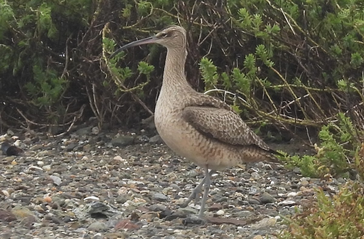 Hudsonian Whimbrel - ML646477069