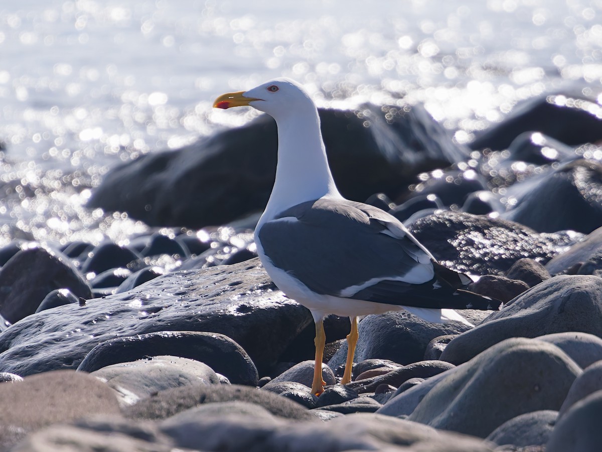 Sarı Ayaklı Martı - ML646477073