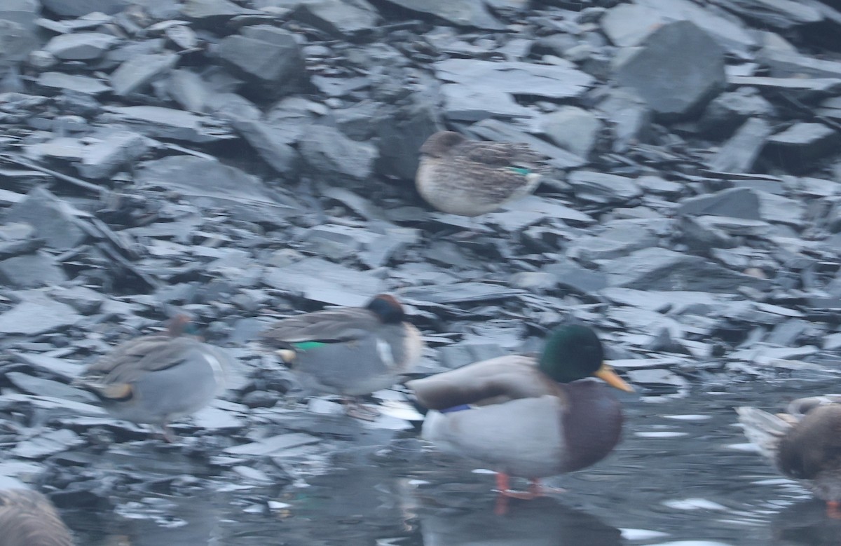 Sarcelle d'hiver - ML646477076