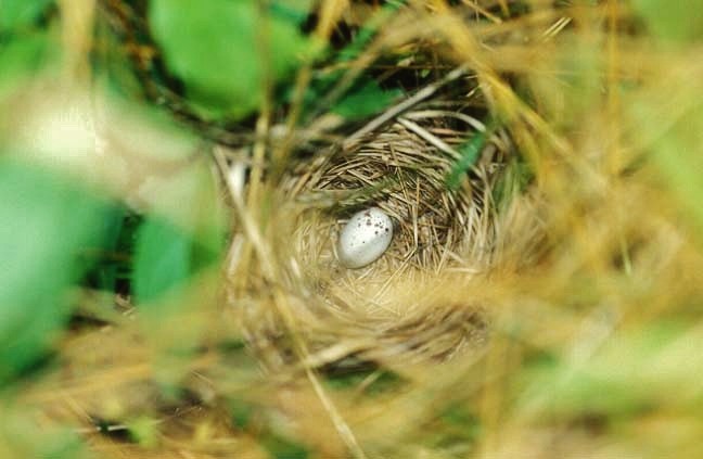 Common Yellowthroat - ML646477086