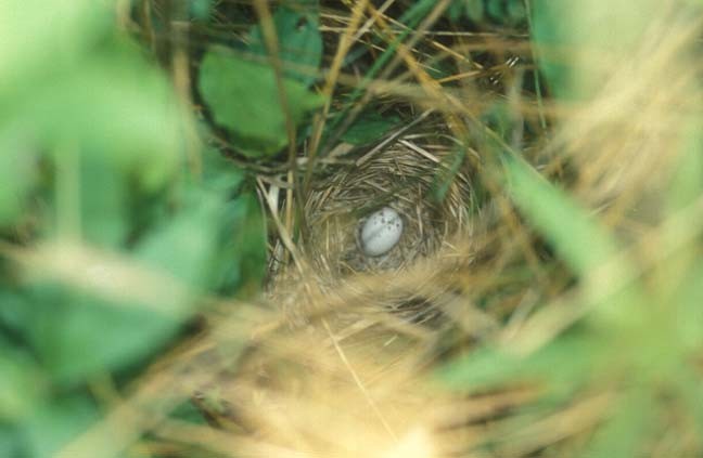Common Yellowthroat - ML646477089
