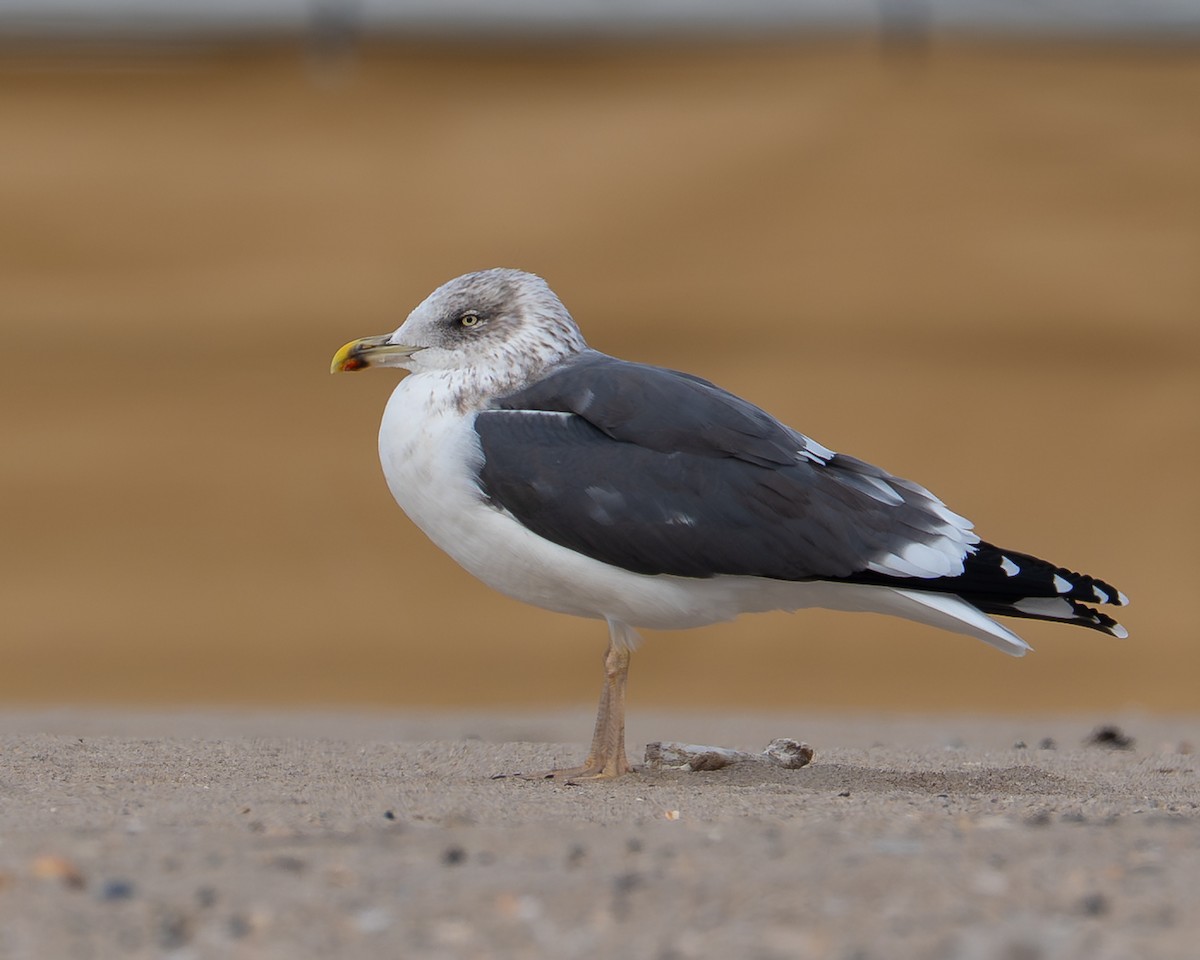 Lesser Black-backed Gull - ML646477093