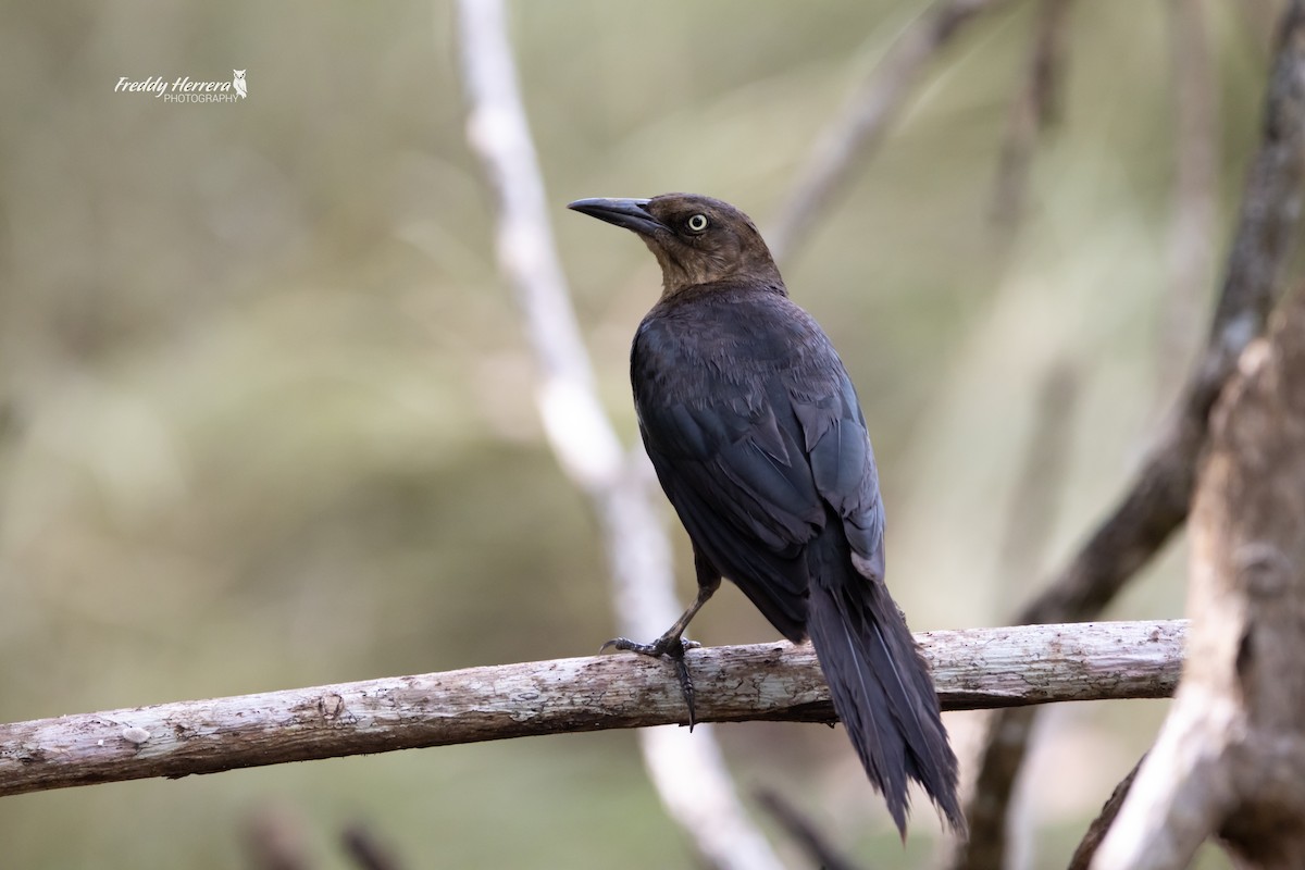 Great-tailed Grackle - ML646477097